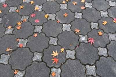 High angle view of autumn leaves on road