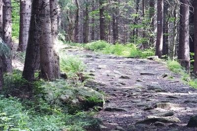 Trail amidst trees in forest