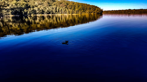 View of birds in lake