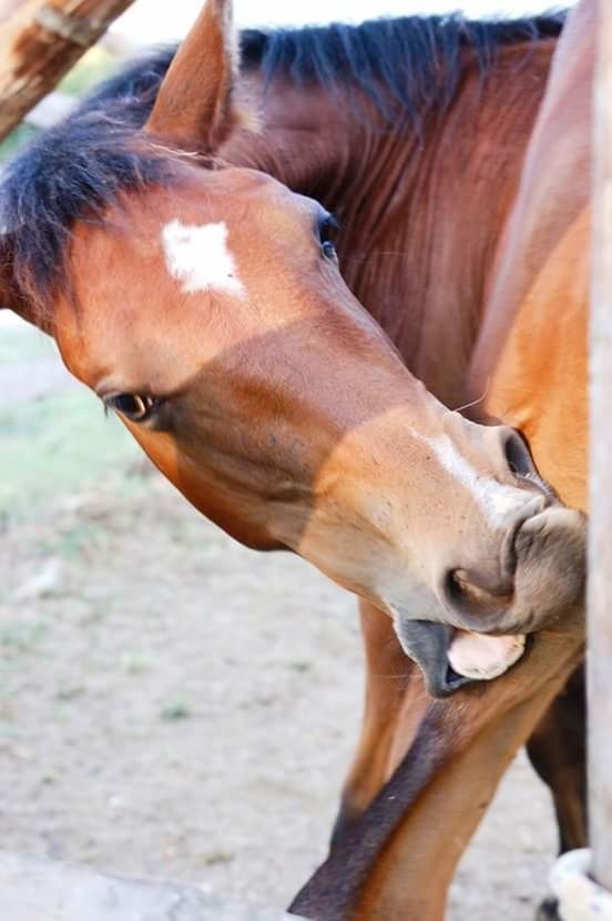 CLOSE-UP OF TWO HORSES