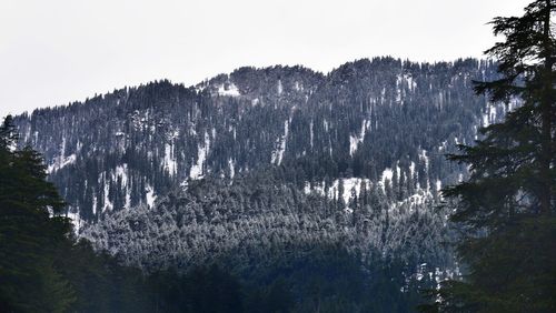 Panoramic view of pine trees in forest against clear sky