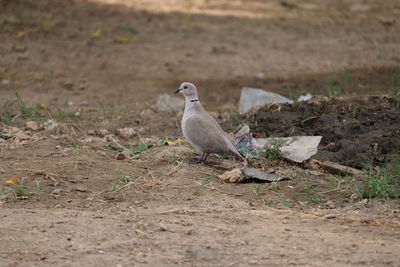 Bird perching on a field