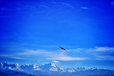 Low angle view of bird flying in sky