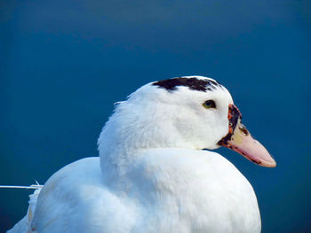 Close-up of swan swimming in lake