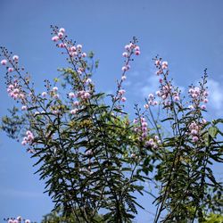 Low angle view of flowering tree against sky