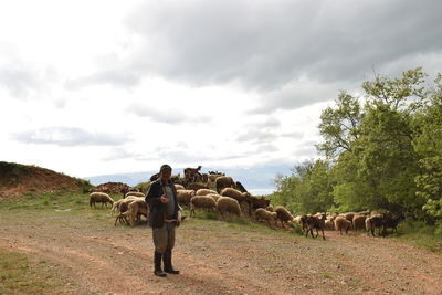 View of sheperd and his sheep