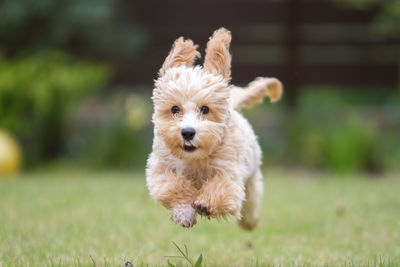 Portrait of cute puppy running on grassy field
