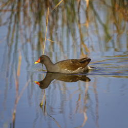 Common moorhen or swamp chicken, gallinula chloropus, floating on the water