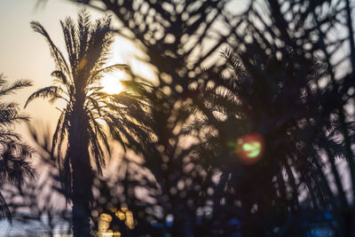 Close-up of palm tree against sky