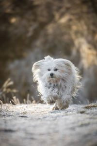 Portrait of dog