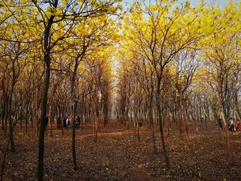 Trees in forest during autumn