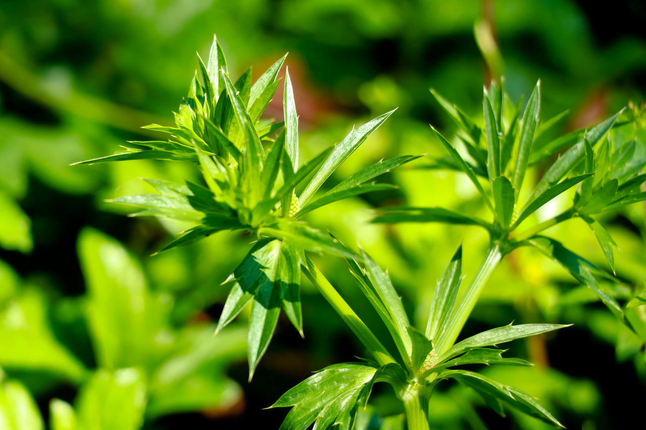 CLOSE-UP OF FRESH GREEN PLANTS