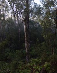 Trees in forest