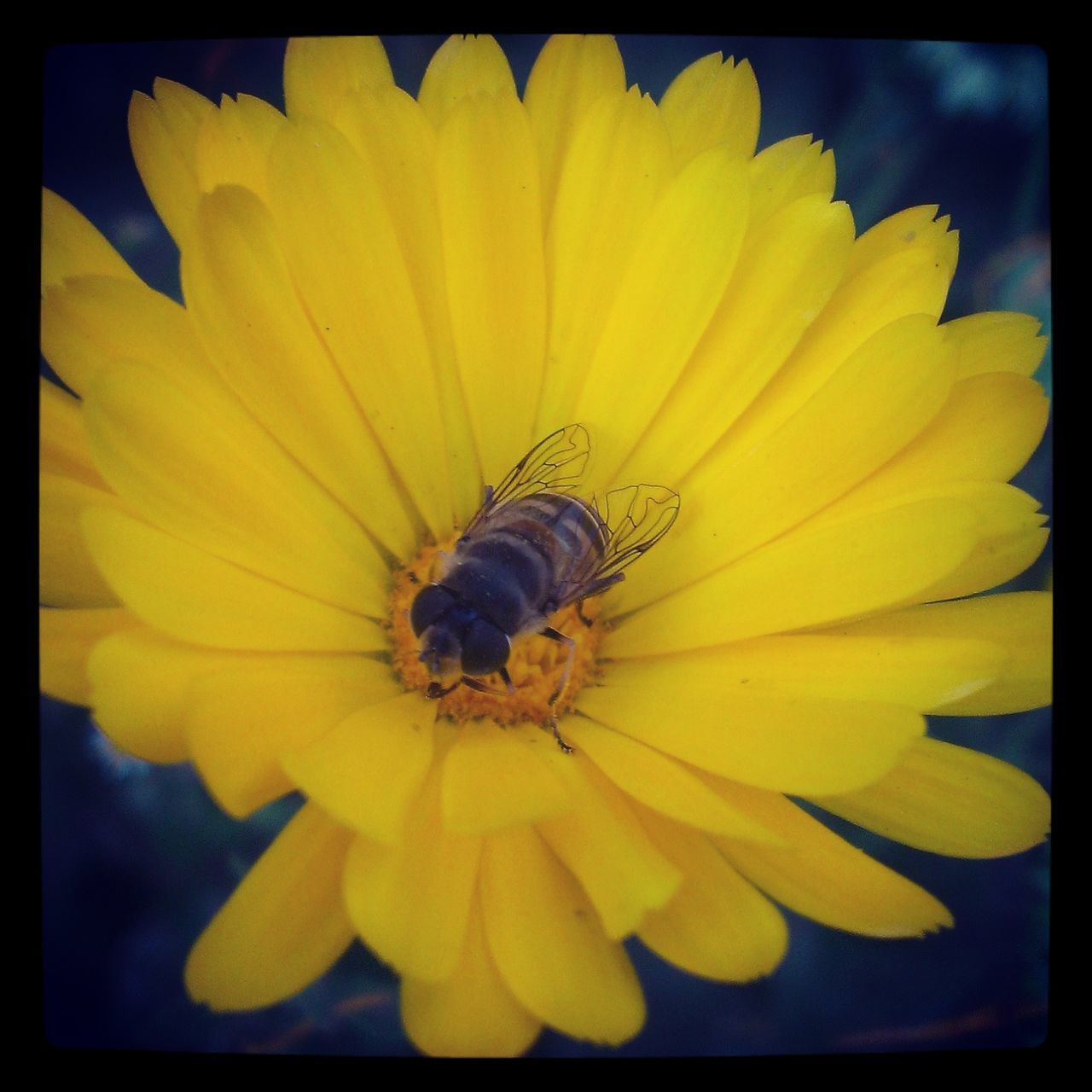 flower, transfer print, petal, yellow, flower head, one animal, insect, freshness, fragility, wildlife, auto post production filter, animals in the wild, animal themes, pollen, single flower, beauty in nature, close-up, nature, growth, bee