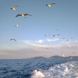 Seagulls flying over sea against sky