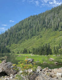 Scenic view of forest against sky