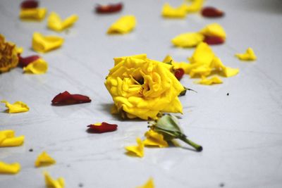 High angle view of yellow flowers on table
