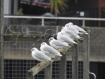 White birds perching on a metal fence