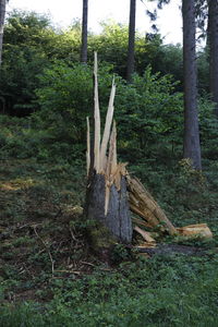 Wooden logs in forest