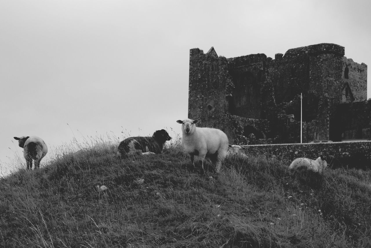 animal themes, domestic animals, mammal, livestock, field, grass, cow, clear sky, sheep, domestic cattle, built structure, grazing, herbivorous, architecture, nature, sky, landscape, building exterior, two animals, copy space