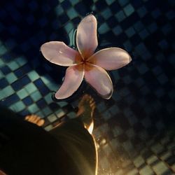 Low section of person holding flower on floor