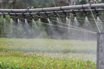 Water drops on field