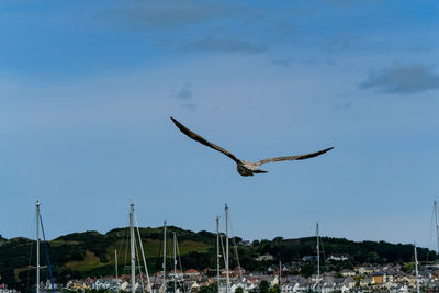 Birds flying against sky