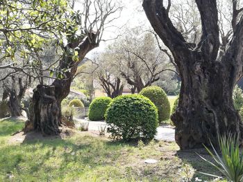 Trees in park