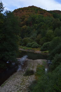 River flowing through forest
