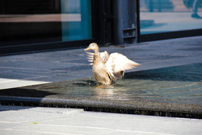 View of a dog in water