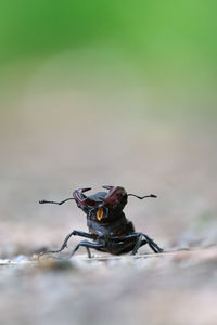Close-up of fly