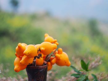 Close-up of orange fruit on field