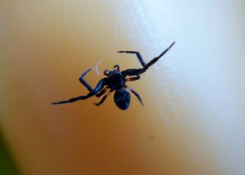 Close-up of insect