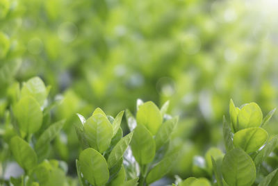 Close-up of fresh green leaves