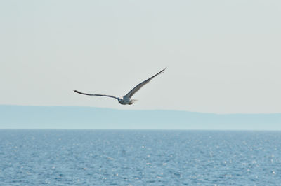 Bird flying over sea against sky