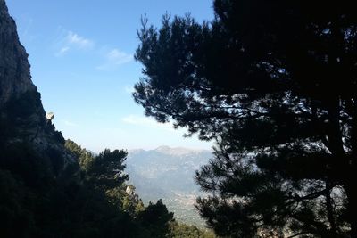 Trees in forest against sky