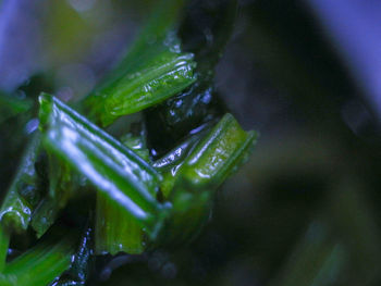 Close-up of wet plant