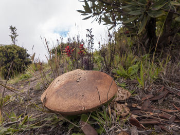 Close-up of mushroom growing on field