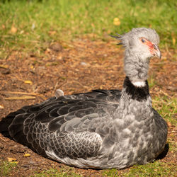 Close-up of a southern screamer bird on land