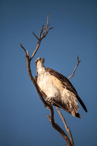 Osprey bird of prey pandion haliaetus sits in a dead tree over clam pass in naples, florida 