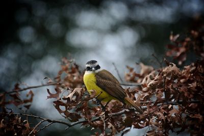 Bird perching on a tree