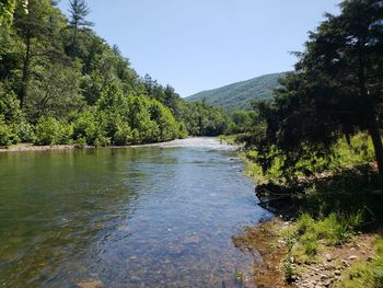 Scenic view of river amidst trees against sky