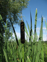 Low angle view of bamboo trees on field