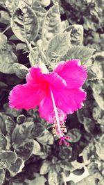 Close-up of pink flowers