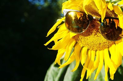 Close-up of sunglasses on sunflower