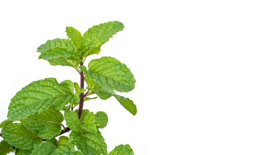 Close-up of fresh mint leaves against white background