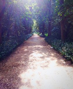 Surface level of empty road along trees