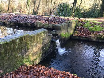 Water splashing on trees