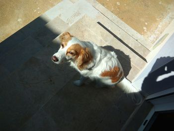 High angle view of dog sitting on floor