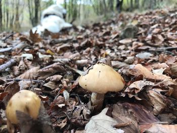 Close-up of mushrooms growing on field in forest